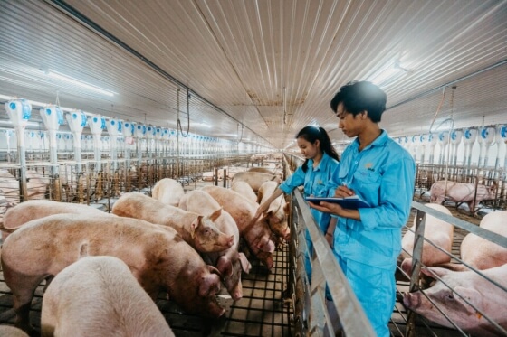 cong ty TNHH Japfa comfeed Viet Nam